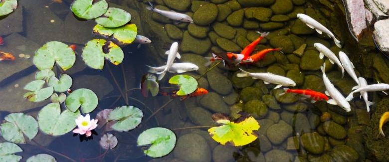 Koi Ponds